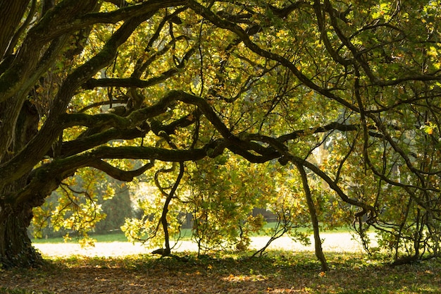 Foto alberi nella foresta in autunno