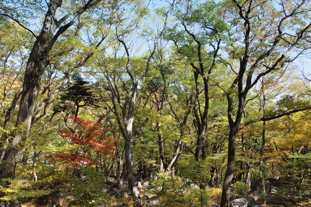 Trees in forest during autumn