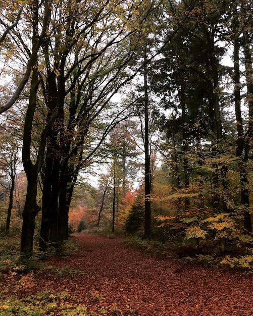 Foto alberi nella foresta durante l'autunno