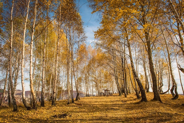 Photo trees in forest during autumn