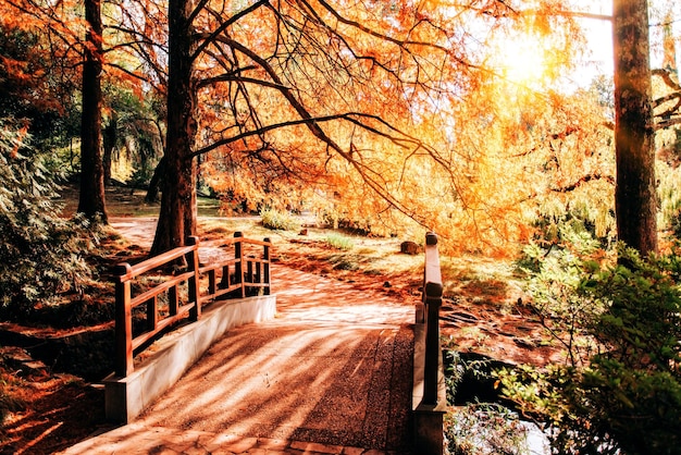 Foto alberi nella foresta durante l'autunno