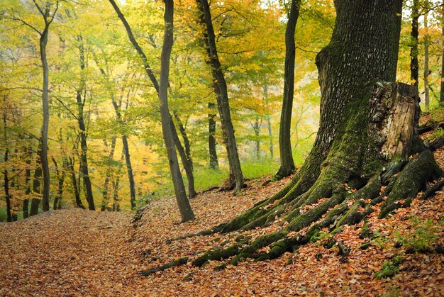 Foto alberi nella foresta durante l'autunno