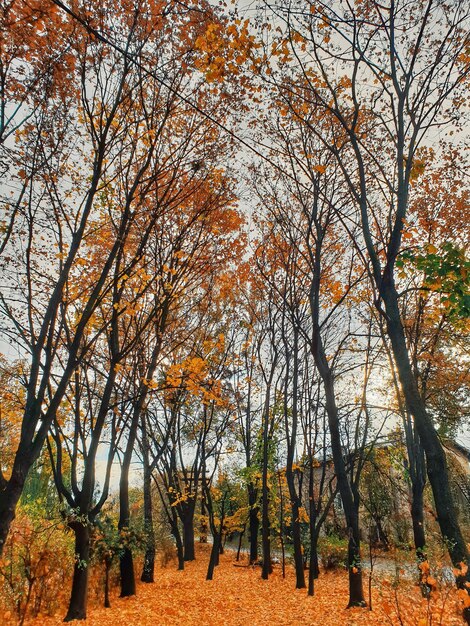 Photo trees in forest during autumn