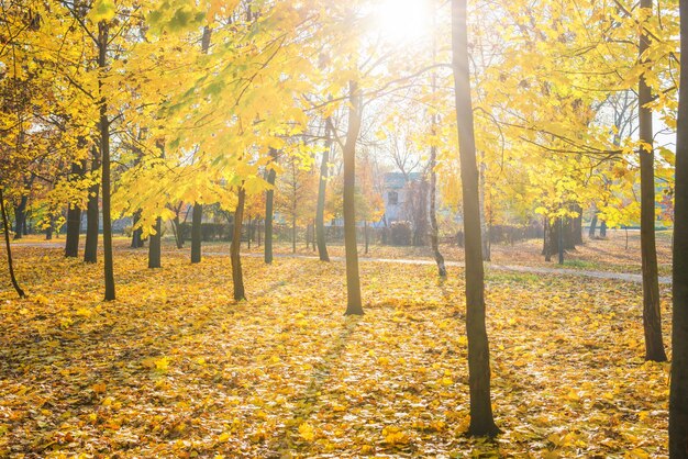 Trees in forest during autumn