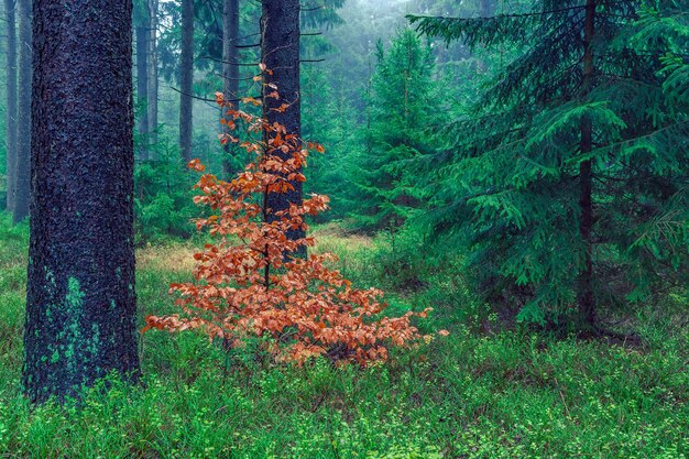 Photo trees in forest during autumn