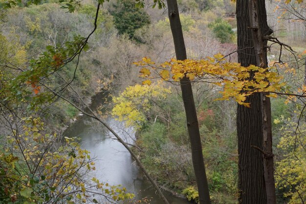 Photo trees in forest during autumn