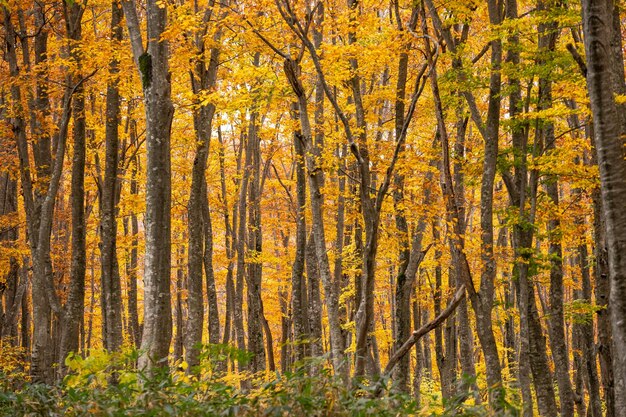 Photo trees in forest during autumn