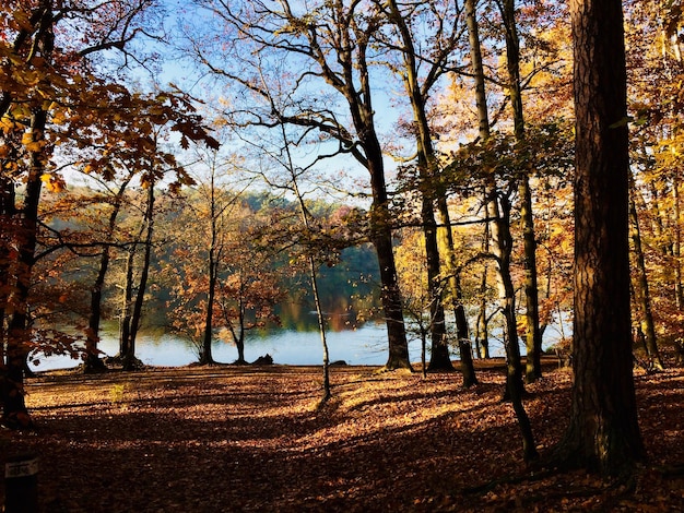 Photo trees in forest during autumn