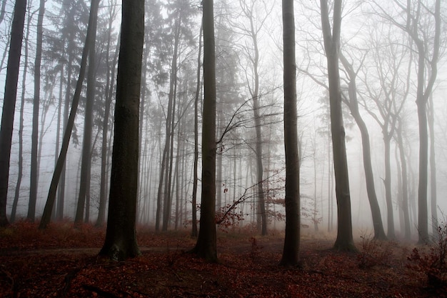 Photo trees in forest during autumn