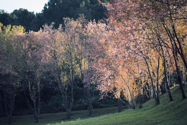 Foto alberi nella foresta durante l'autunno