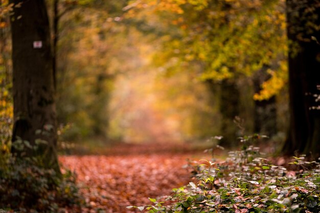 Trees in forest during autumn