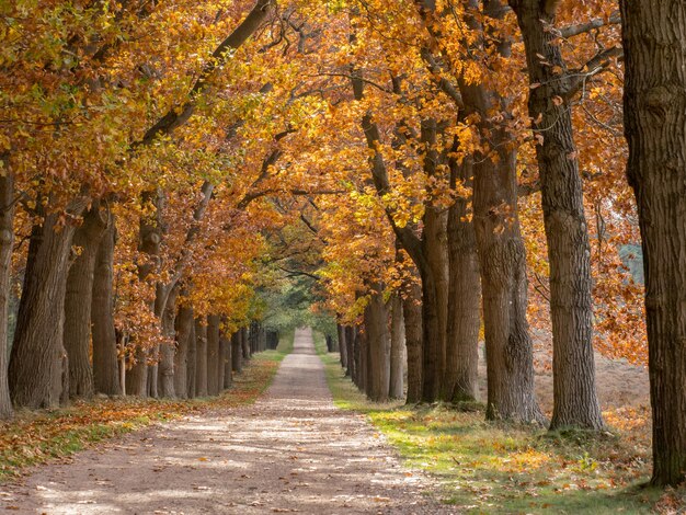 Foto alberi nella foresta durante l'autunno