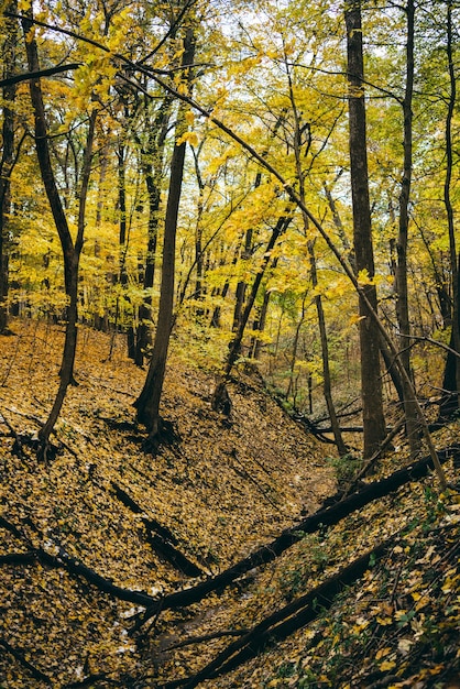 Foto alberi nella foresta in autunno