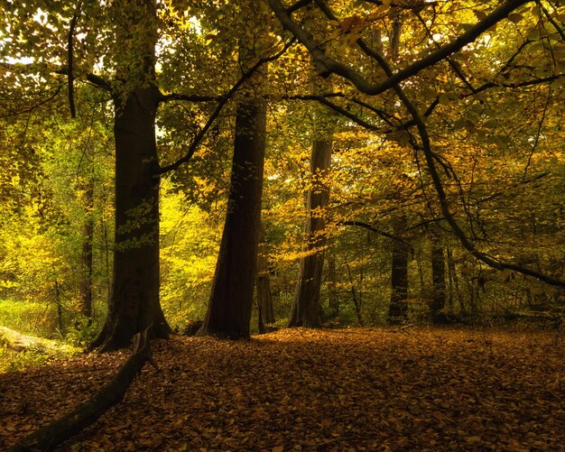 Foto alberi nella foresta durante l'autunno