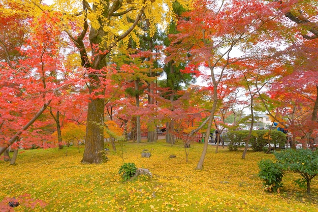 Trees in forest during autumn