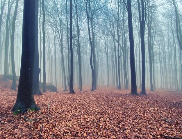 Trees in forest during autumn