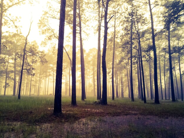 Trees in forest during autumn