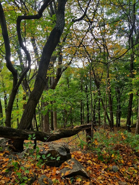 Photo trees in forest during autumn