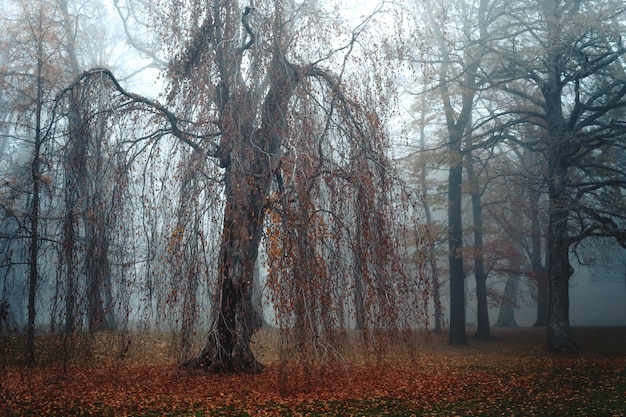 Foto alberi nella foresta in autunno