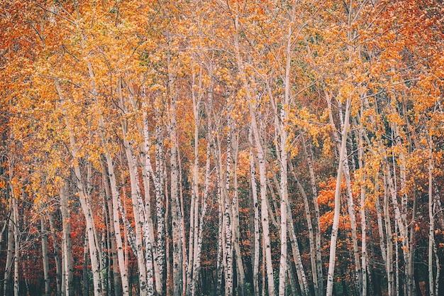 Photo trees in forest during autumn
