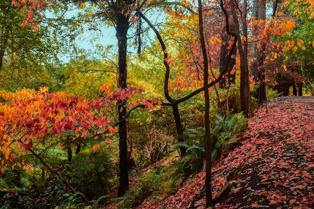 Foto alberi nella foresta durante l'autunno