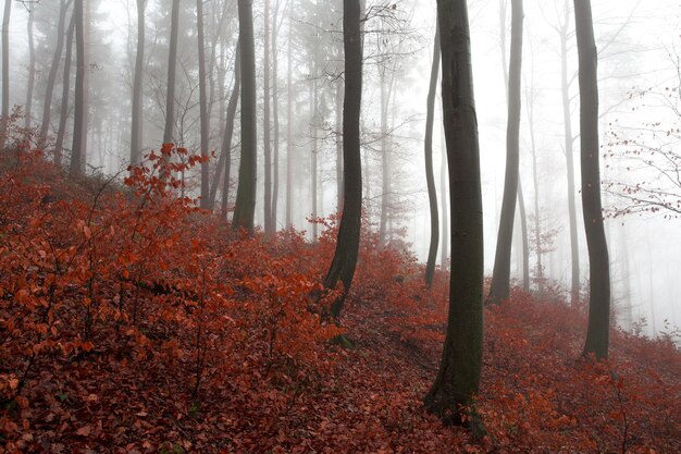 Photo trees in forest during autumn