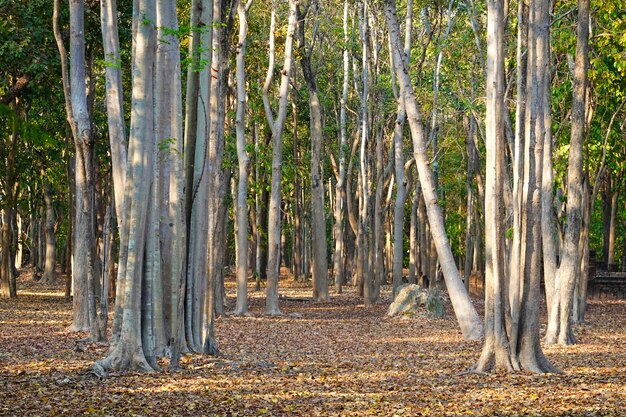 Trees in forest during autumn