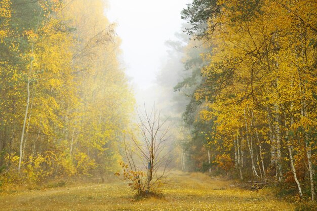 Trees in forest during autumn