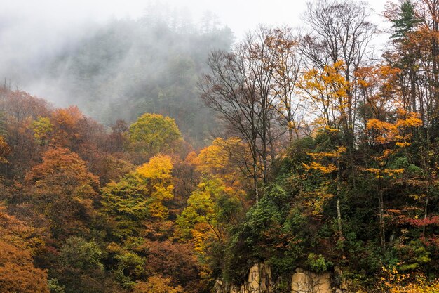 Foto alberi nella foresta durante l'autunno