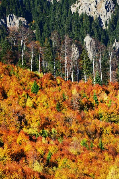 Trees in forest during autumn