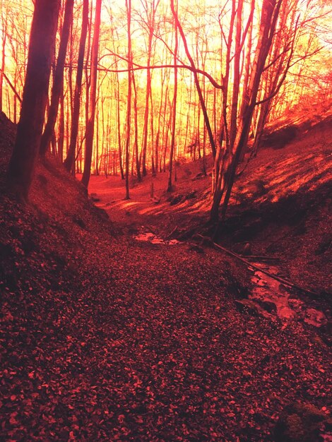 Photo trees in forest during autumn