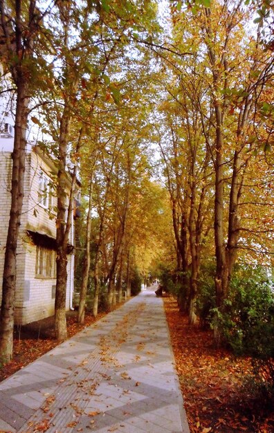 Photo trees in forest during autumn