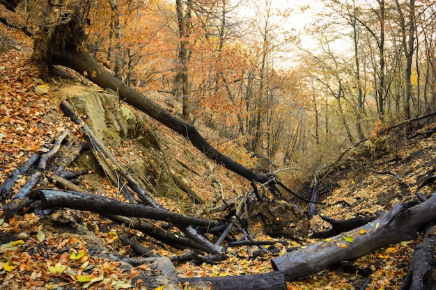 Photo trees in forest during autumn