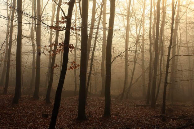 Photo trees in forest during autumn