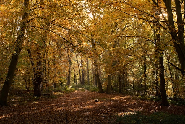 Foto alberi nella foresta durante l'autunno