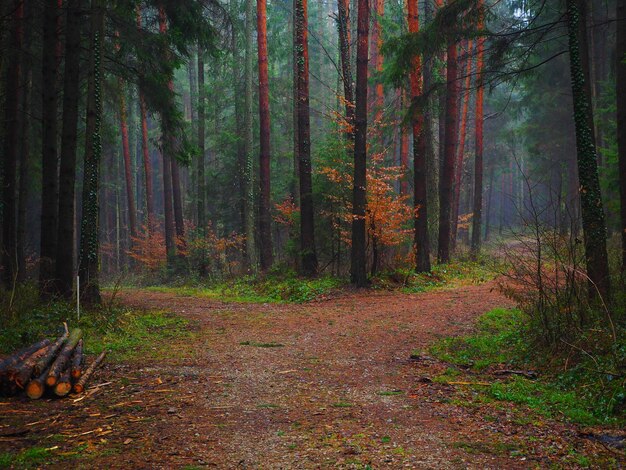 Photo trees in forest during autumn