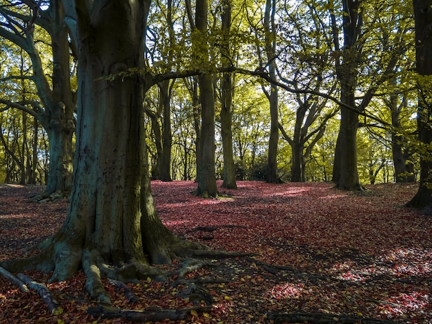 Foto alberi nella foresta durante l'autunno.