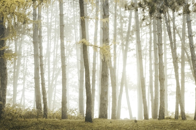 Foto alberi nella foresta durante la nebbia