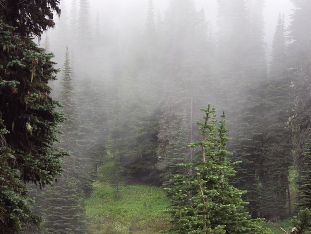 Foto alberi nella foresta durante il tempo nebbioso