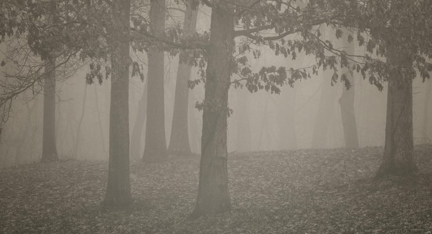 Photo trees in forest during foggy weather