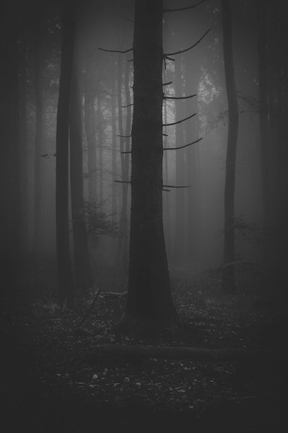 Foto alberi nella foresta durante il tempo nebbioso
