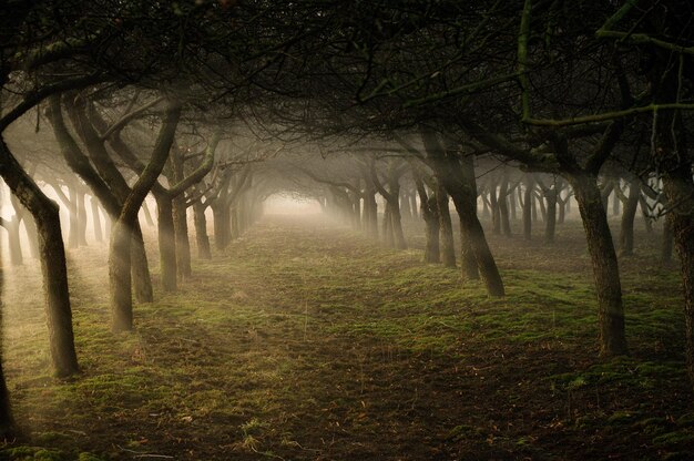 Photo trees in forest during foggy weather