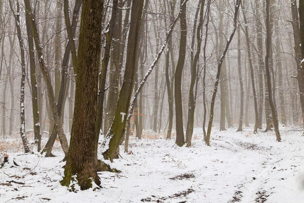 Photo trees in forest during winter