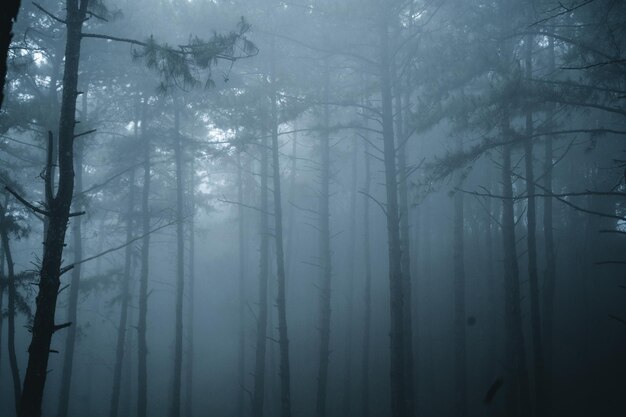 Trees in forest during winter