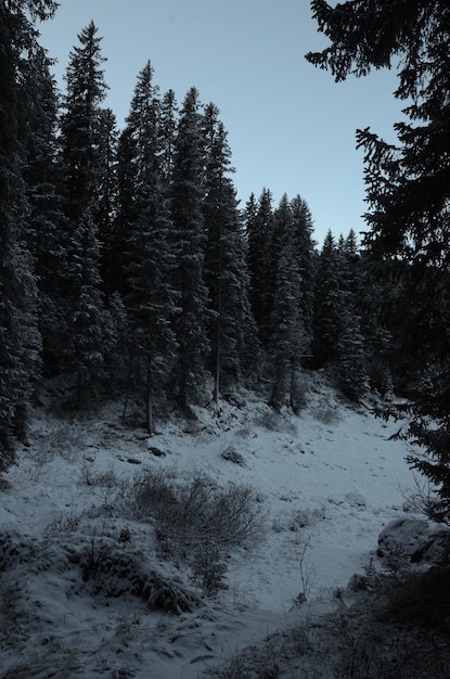 Photo trees in forest during winter