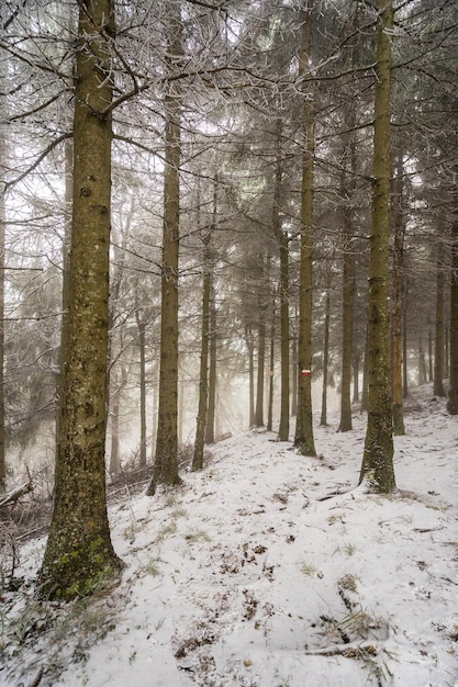 Foto alberi nella foresta durante l'inverno