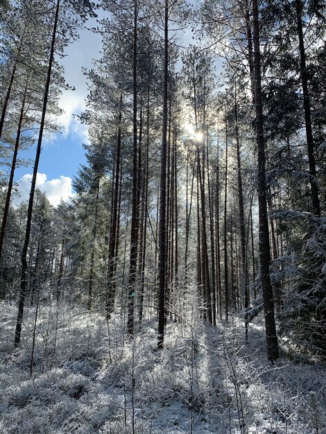 Foto alberi nella foresta durante l'inverno