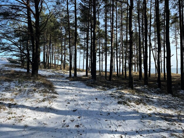 Trees in forest during winter