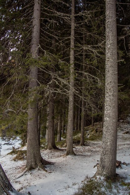 Trees in forest during winter