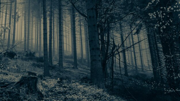 Photo trees in forest during winter